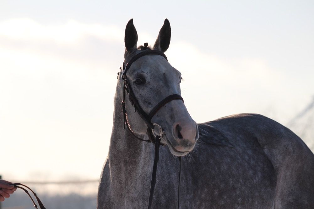 Zangersheide springpaard Merrie 7 years old Schimmel for sale - Photo 4