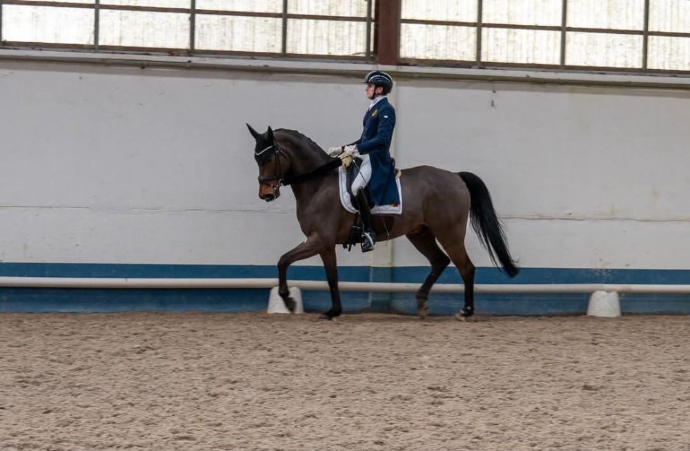 SBS dressuurpaard Ruin Donkerbruin te koop - Foto 2