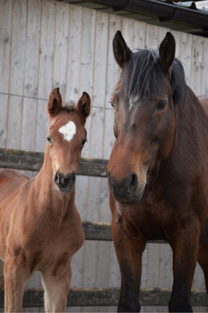 beautiful mare from the Loma line for sale
