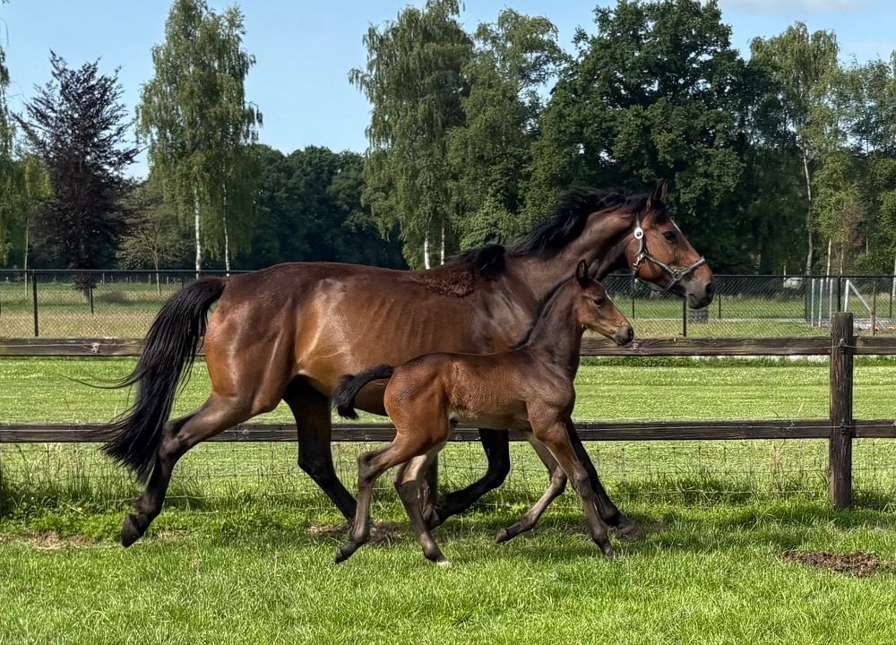 zangersheide fokmerrie merrie 11 years old donkerbruin for sale - Photo 5