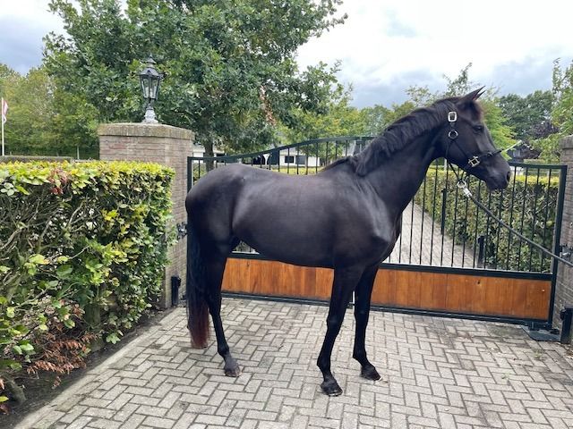 KWPN dressuurpaard Merrie 4 jaar Zwart te koop - Foto 3