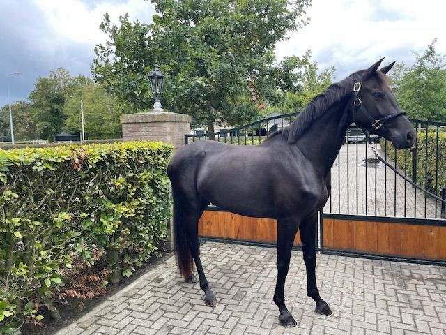 KWPN dressuurpaard Merrie 4 jaar Zwart te koop - Foto 4