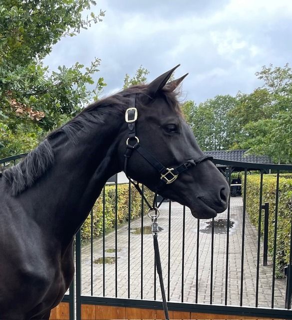 KWPN dressuurpaard Merrie 4 jaar Zwart te koop - Hoofdfoto
