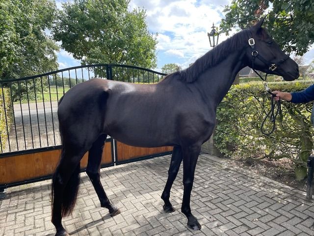 KWPN dressuurpaard Merrie 4 jaar Zwart te koop - Foto 2