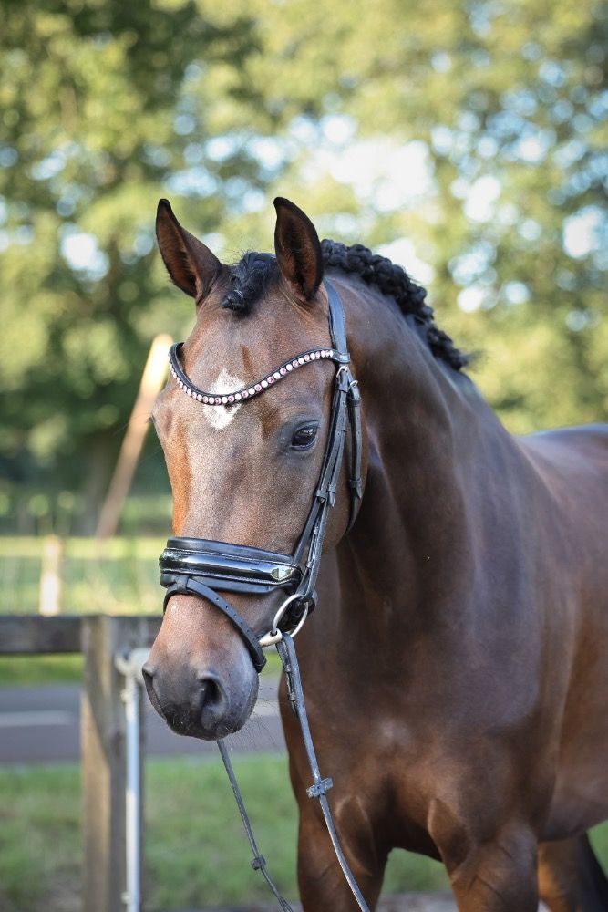 KWPN dressuurpaard Merrie 5 jaar Bruin te koop - Foto 2