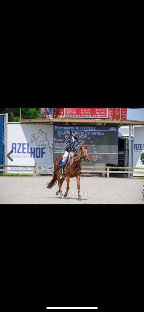 BWP springpaard Merrie 6 jaar Vos te koop - Foto 2