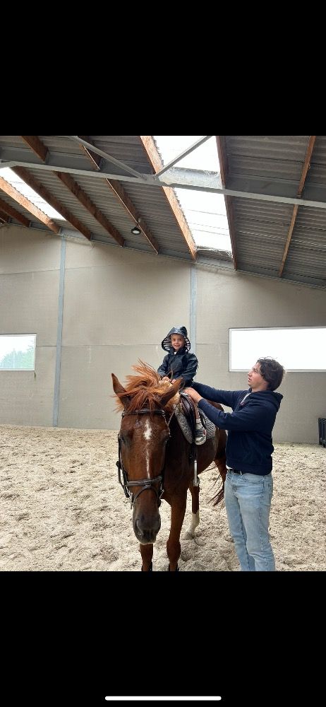 BWP springpaard Merrie 6 jaar Vos te koop - Foto 4