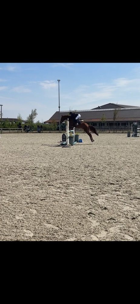 BWP springpaard Merrie 6 jaar Vos te koop - Foto 6