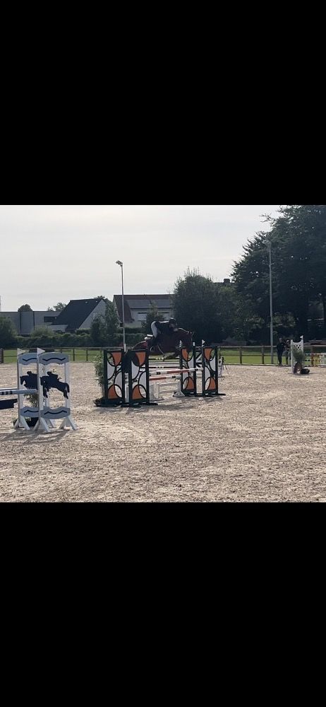 BWP springpaard Merrie 6 jaar Vos te koop - Foto 5