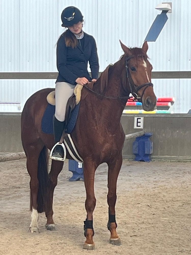 Lieve merrie te koop