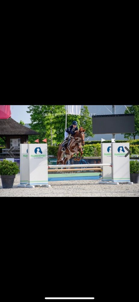 BWP springpaard Merrie 6 jaar Vos te koop - Foto 3