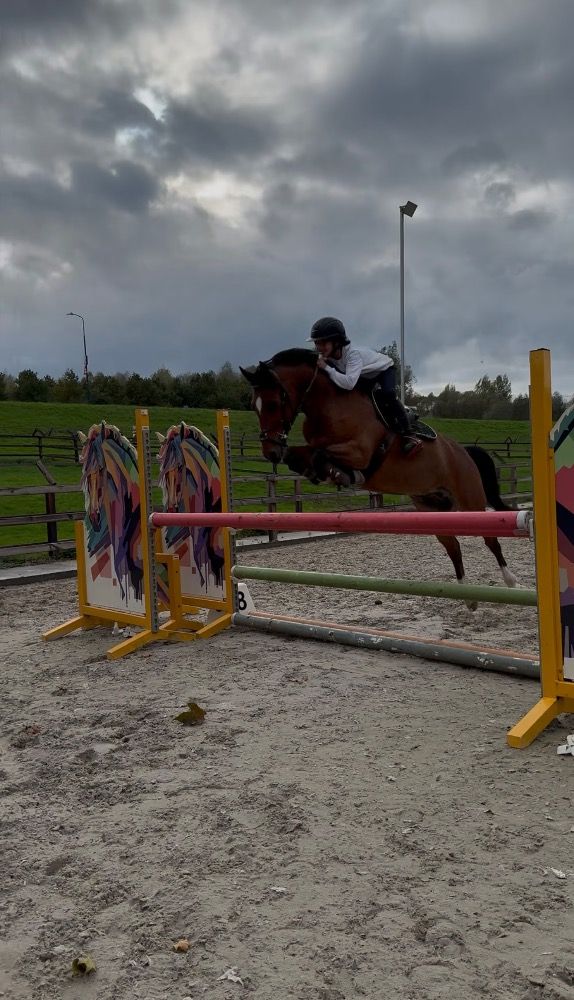 BWP springpony Ruin 14 años Donkerbruin en venta - Foto 2