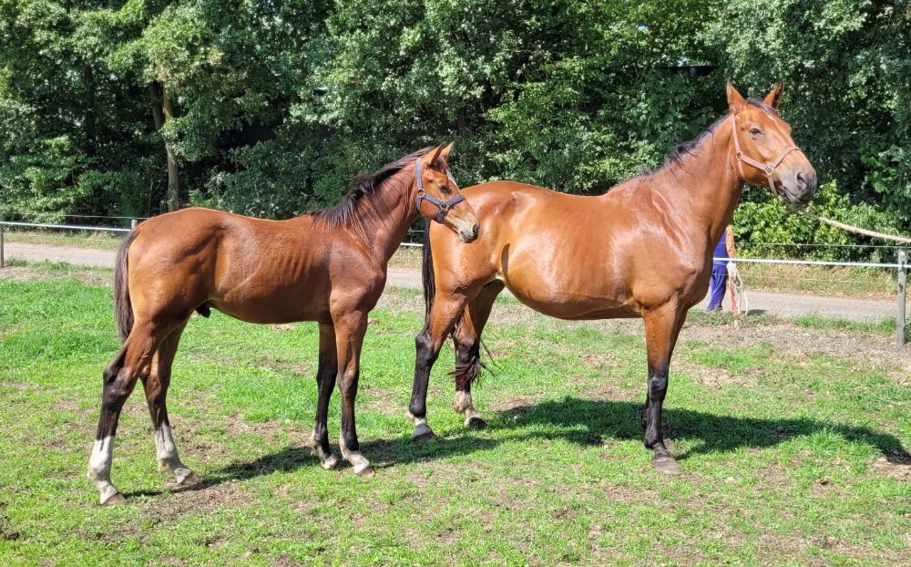 KWPN springpaard Hengst Bruin te koop - Foto 3
