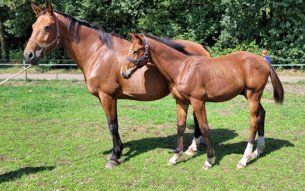 KWPN springpaard Hengst Bruin te koop - Foto 5