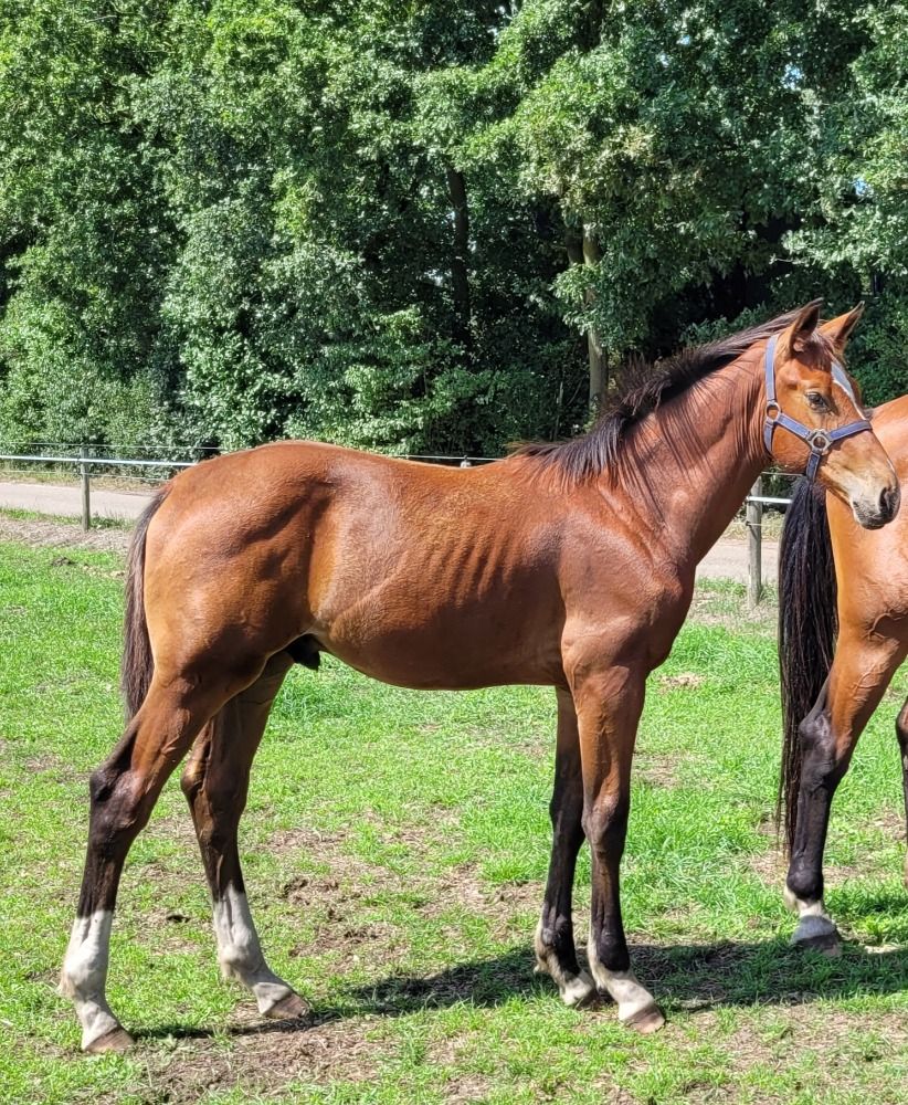 KWPN springpaard Hengst Bruin te koop - Foto 4