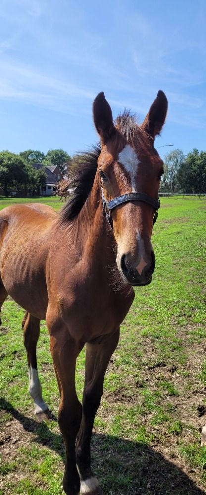 KWPN springpaard Hengst Bruin te koop - Foto 2