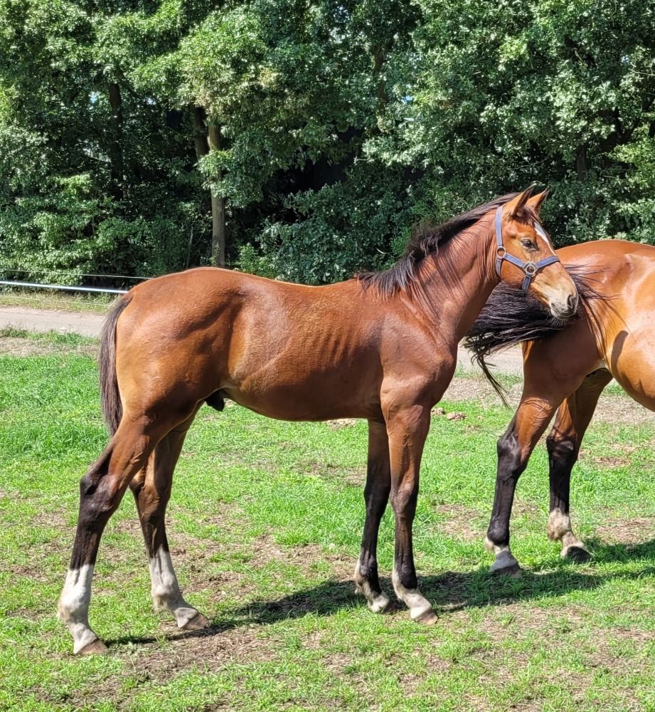 El Barone X Eldorado van de Zeshoek