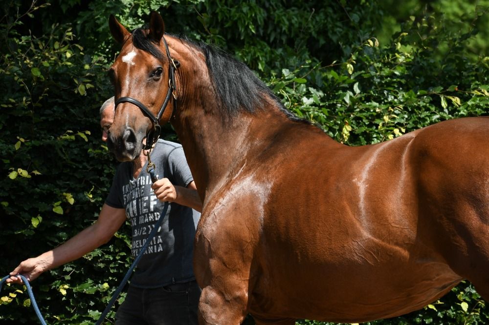 KWPN fokmerrie Merrie 15 jaar Donkerbruin te koop - Foto 3