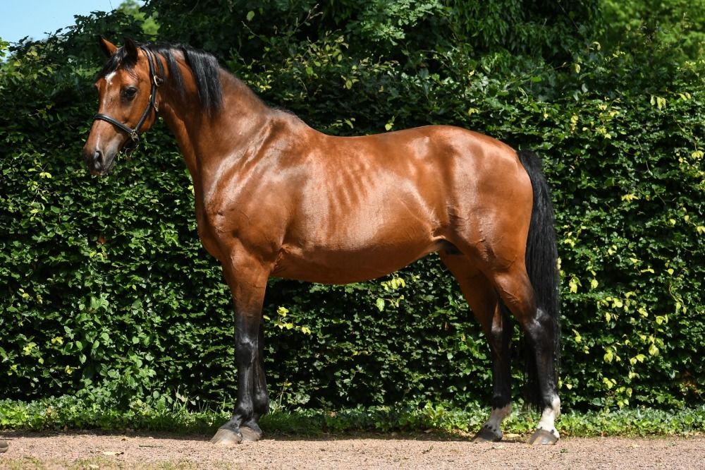 KWPN fokmerrie Merrie 15 jaar Donkerbruin te koop - Foto 2