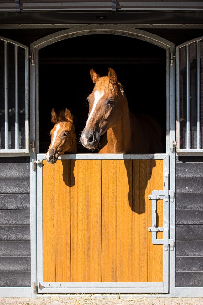 KWPN dressuurpaard Hengst Vos te koop - Foto 3