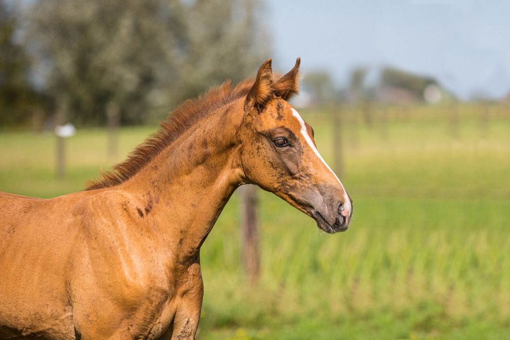 Prachtig hengstveulen met veel uitstraling uit predikaatrijke stam
