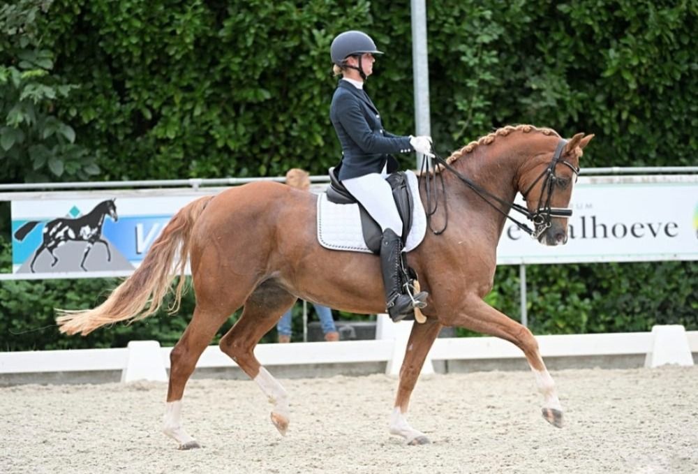 KWPN dressuurpaard Hengst Vos te koop - Foto 6