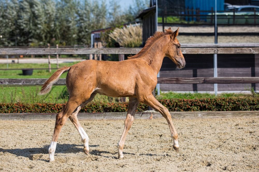 KWPN dressuurpaard Hengst Vos te koop - Foto 4