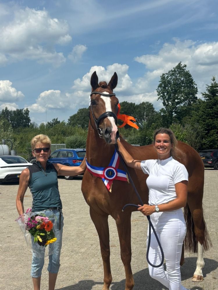 KWPN dressuurpaard Hengst Vos te koop - Foto 5