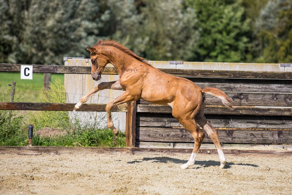KWPN dressuurpaard Hengst Vos te koop - Foto 2