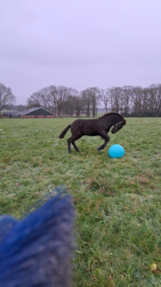 FPS (Nederland) fries Hengst Zwart te koop - Foto 4