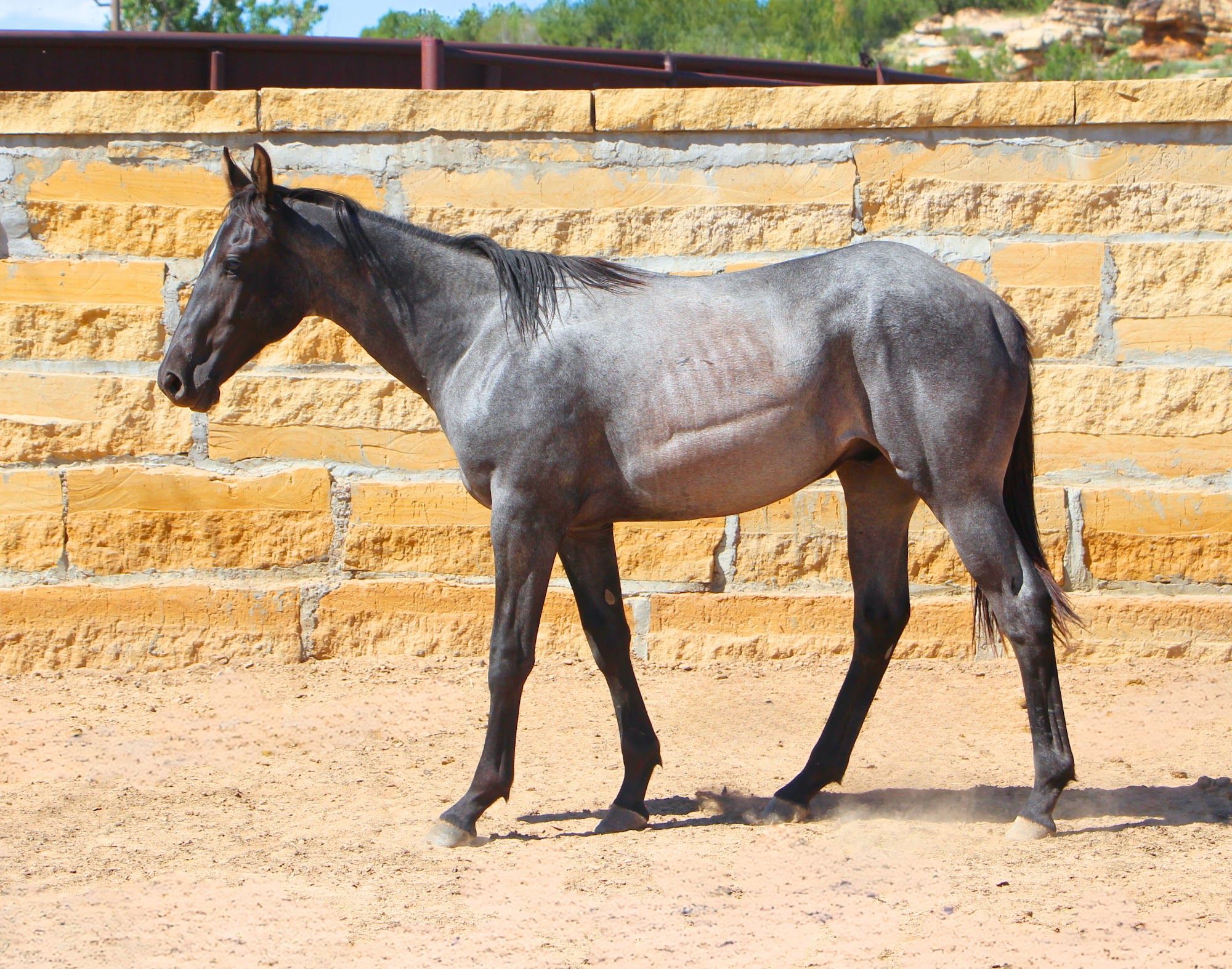 quarter-horse western-paard hengst 3 jaar te koop - Foto 2