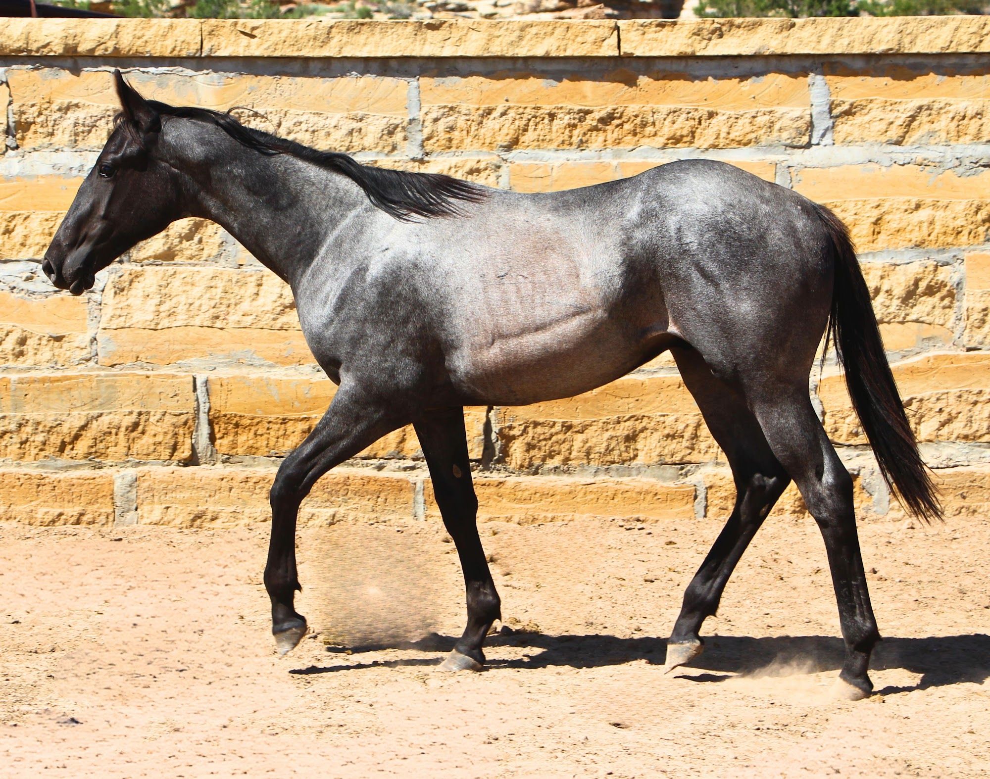 quarter-horse western-paard hengst 3 jaar te koop - Foto 3