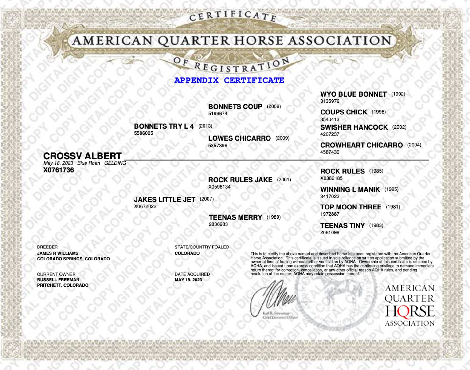 quarter-horse western-paard hengst 3 jaar te koop - Foto 4