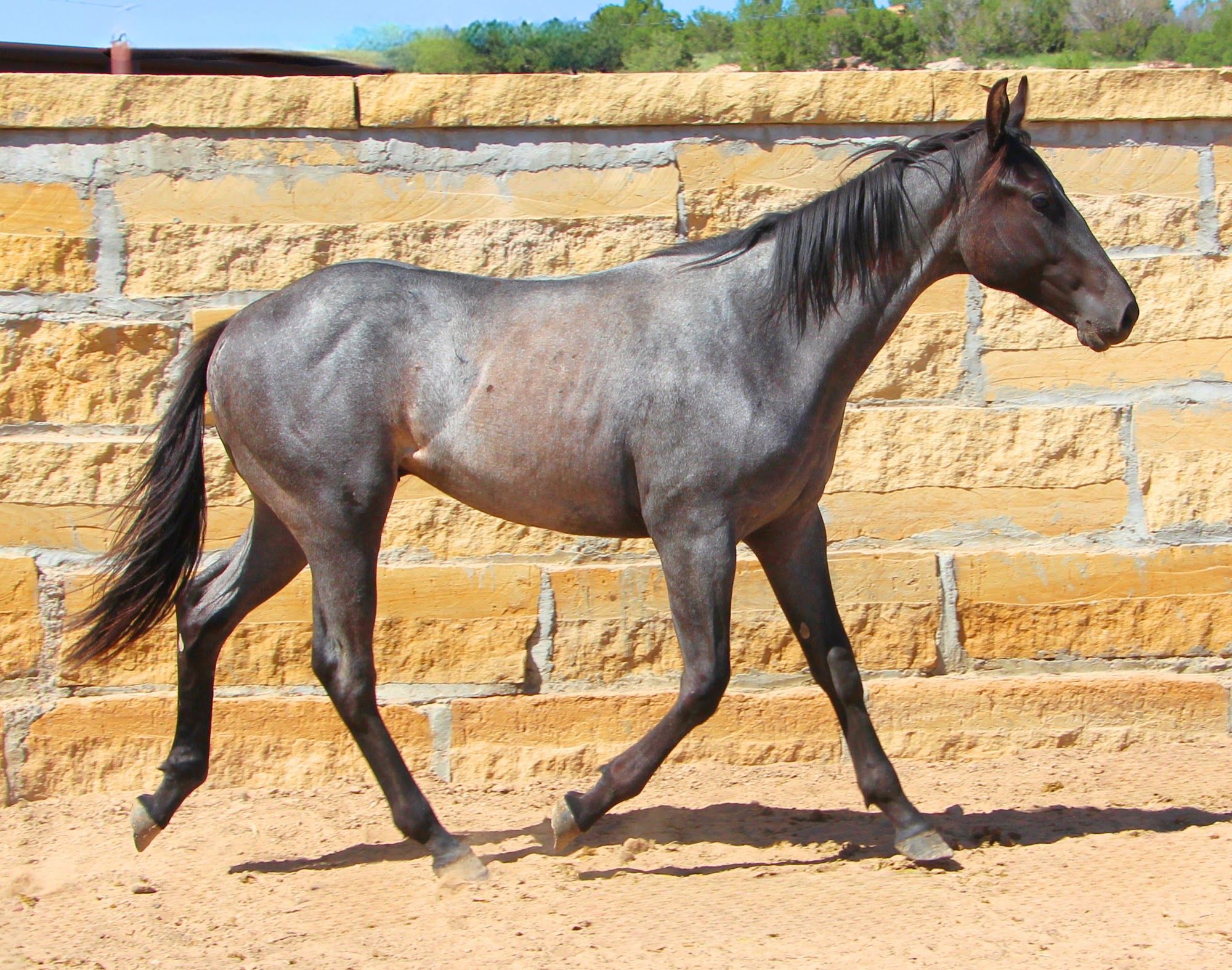 quarter-horse western-paard hengst 3 jaar te koop - Foto 5