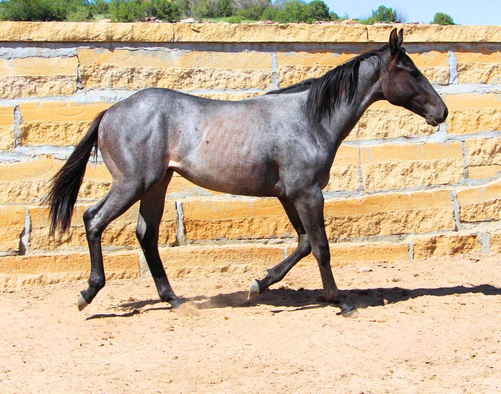 quarter-horse western-paard hengst 3 jaar te koop - Foto 6