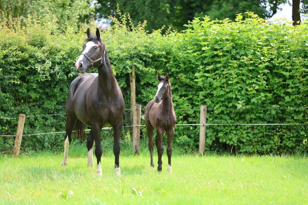 KWPN dressuurpaard Merrie 1 jaar Zwart te koop - Foto 6