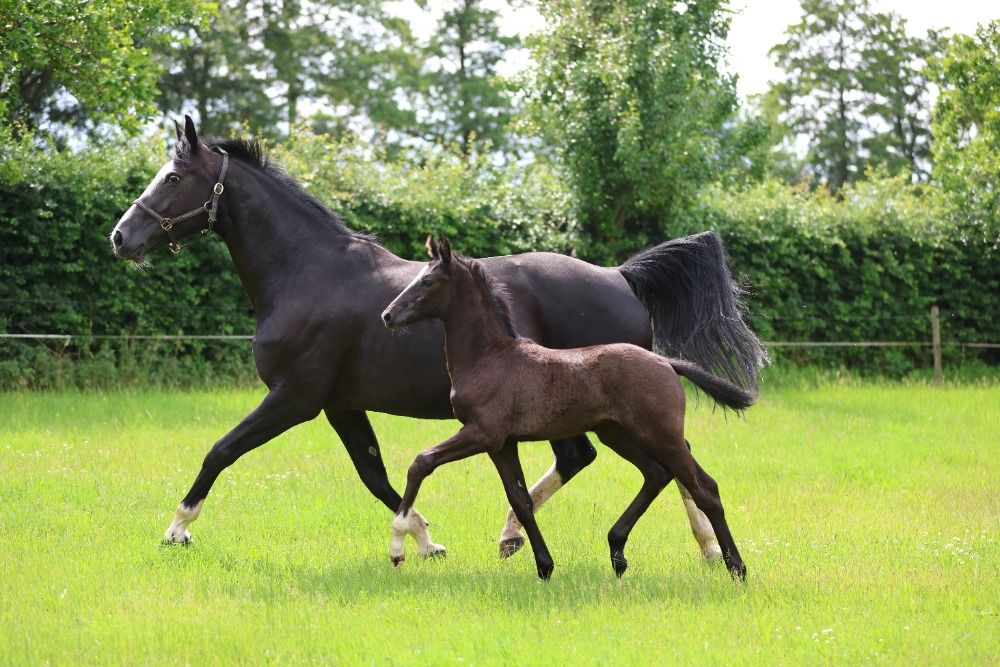 KWPN dressuurpaard Merrie 1 jaar Zwart te koop - Foto 2