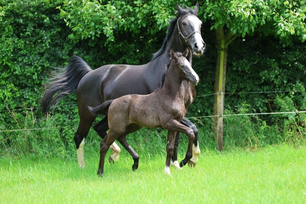 KWPN dressuurpaard Merrie 1 jaar Zwart te koop - Foto 3