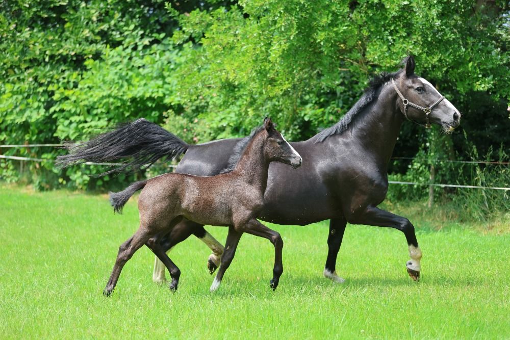 KWPN dressuurpaard Merrie 1 jaar Zwart te koop - Foto 5
