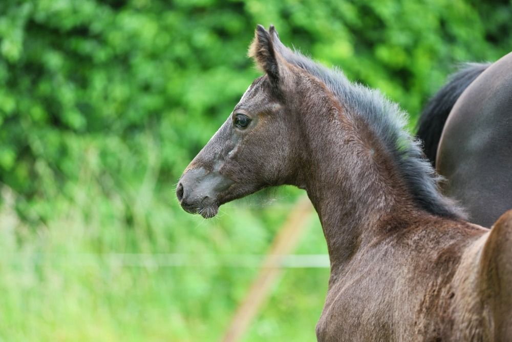 KWPN dressuurpaard Merrie 1 jaar Zwart te koop - Foto 4