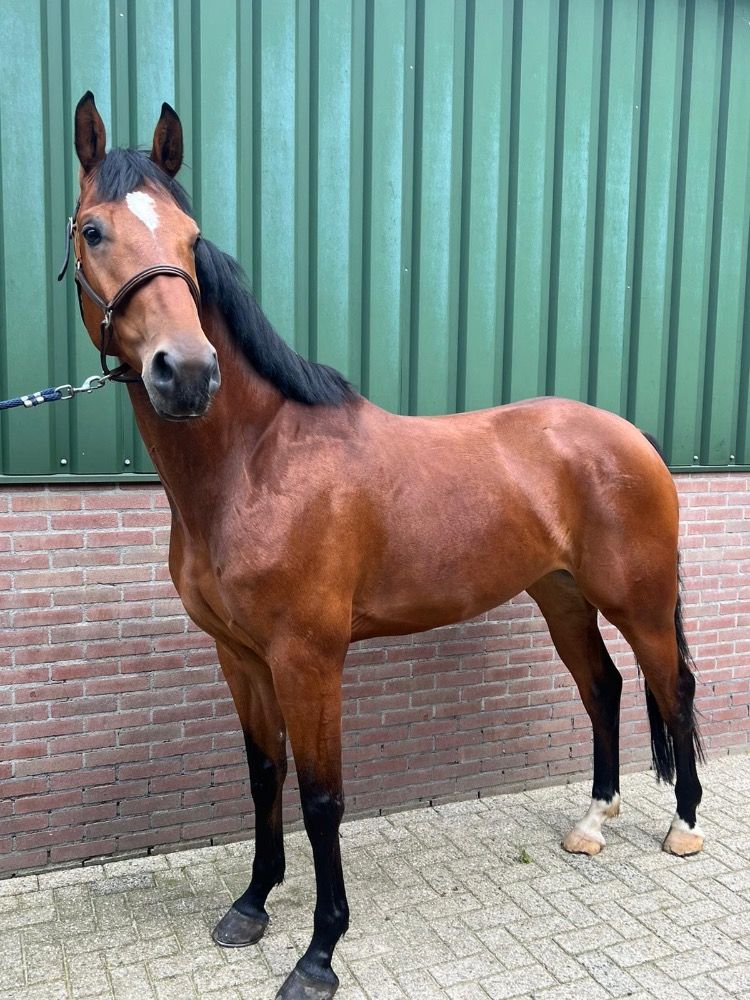 KWPN springpaard Ruin 5 jaar Bruin te koop - Foto 2