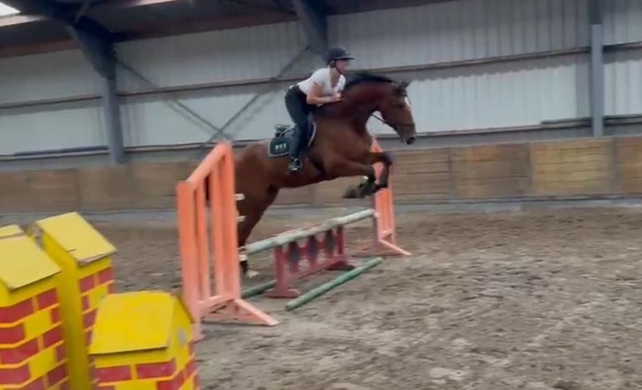 KWPN springpaard Ruin 5 jaar Bruin te koop - Foto 3