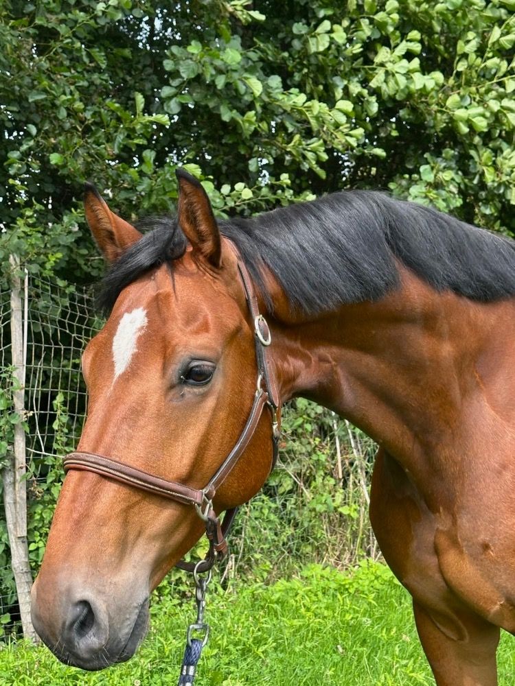 KWPN springpaard Ruin 5 jaar Bruin te koop - Hoofdfoto