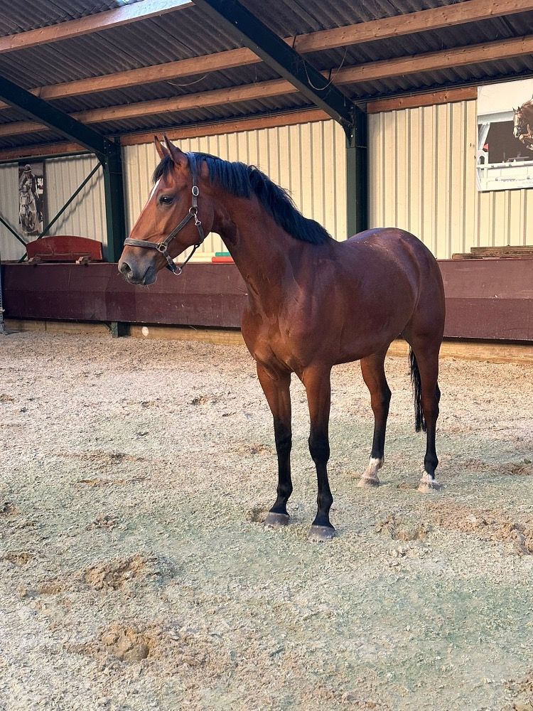 KWPN springpaard Ruin 5 jaar Bruin te koop - Foto 5