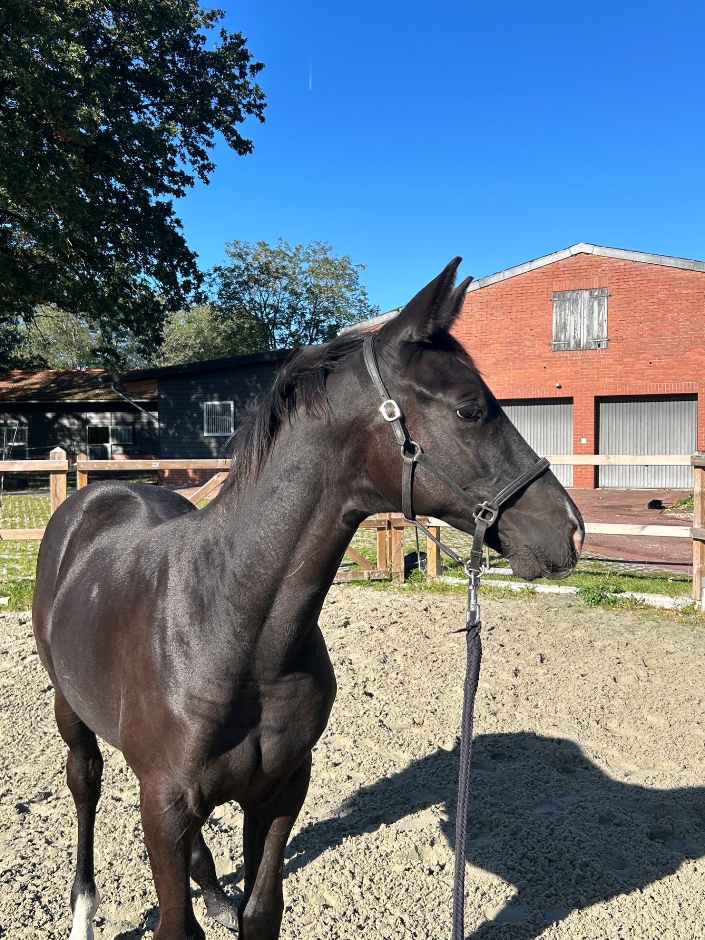 Eventer, Stallion, 0 years