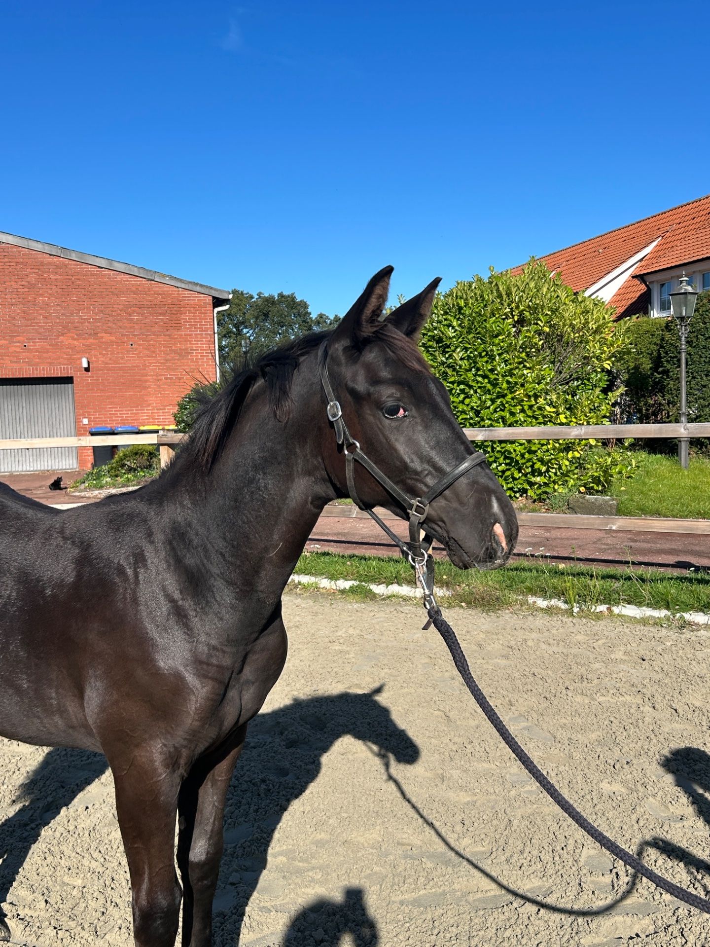 trakehner eventingpaard hengst 0 years old for sale - Photo 3