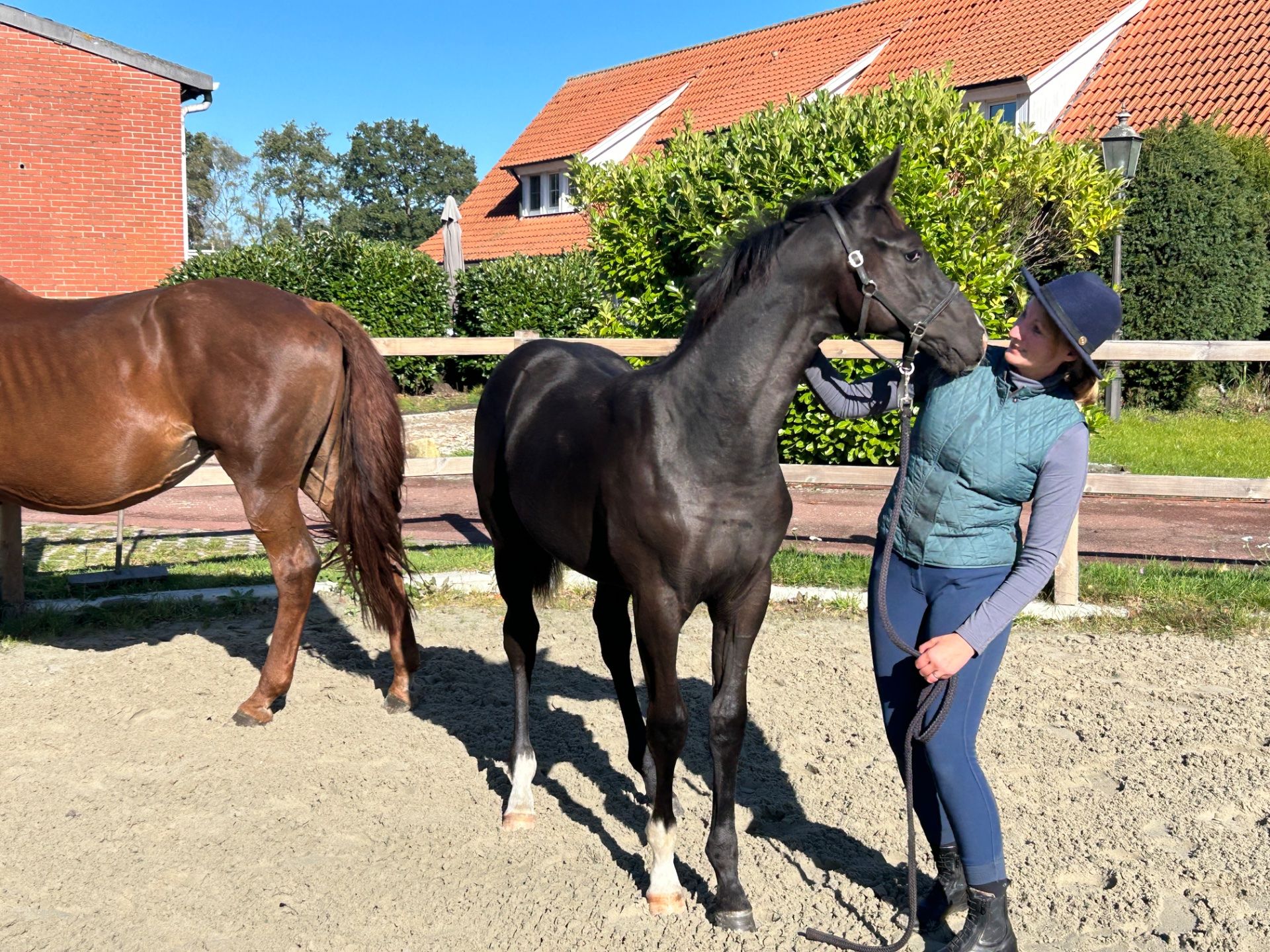 trakehner eventingpaard hengst 0 years old for sale - Photo 4