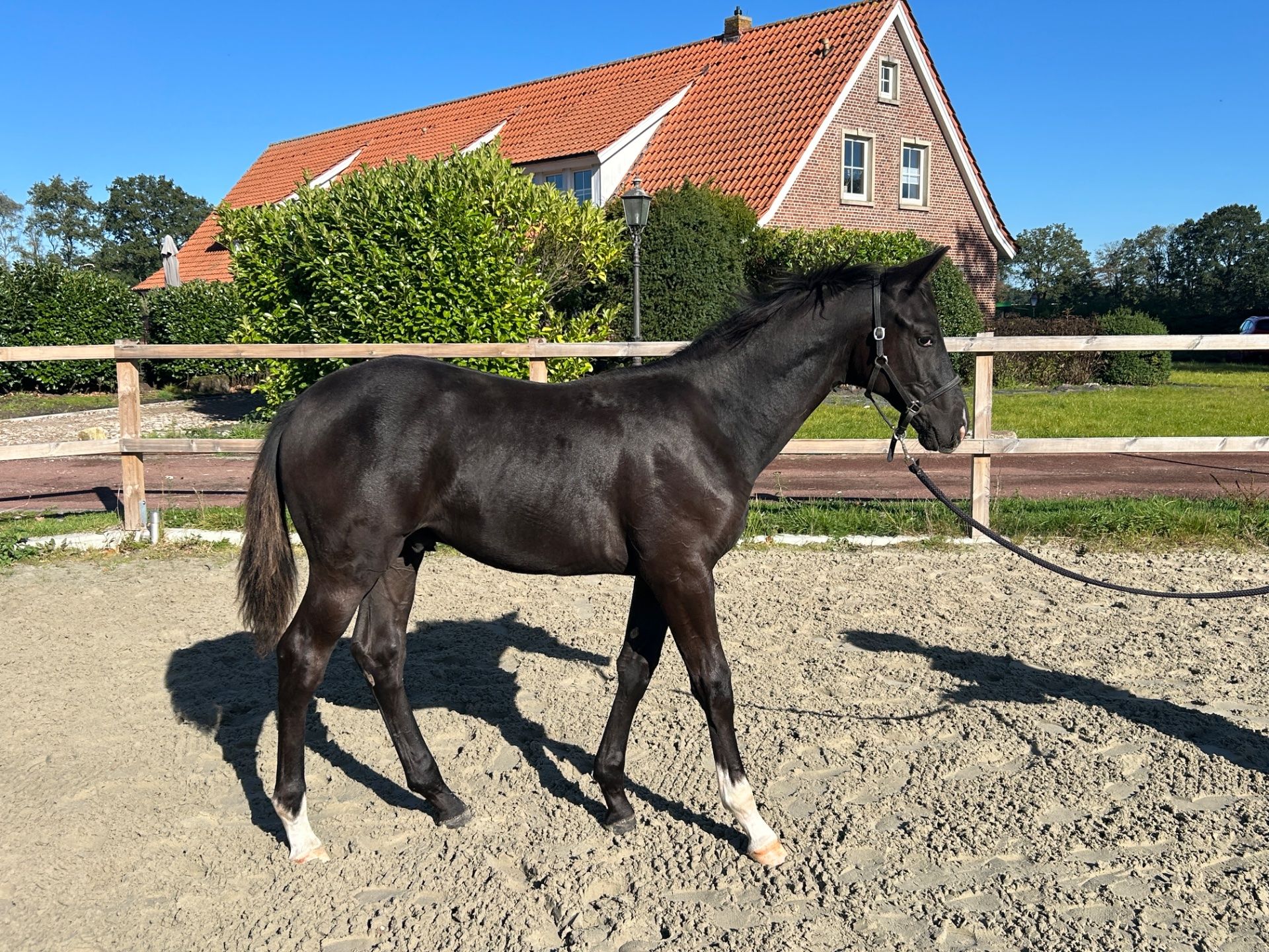 trakehner eventingpaard hengst 0 years old for sale - Photo 2