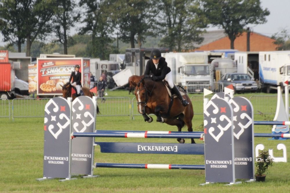 SBS springpaard Merrie 10 jaar Donkerbruin te koop - Foto 6