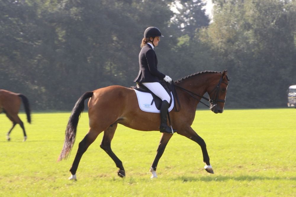 SBS springpaard Merrie 10 jaar Donkerbruin te koop - Foto 4